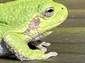 4-Tree-Frog