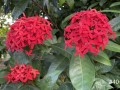40-Ixora