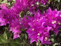 41-St-Croix-Bougainvillea