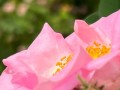 Two-spotted bumblebee on Lillian Gibson rose