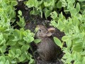 43-Bunny-in-Sedum