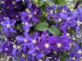 44-Clematis