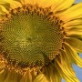 45-Sunflower