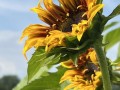 46-Two-Sunflowers