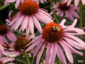 47-Coneflowers-Bee
