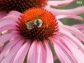 48-Coneflower-Bee