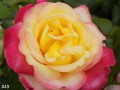 49-Rose-by-Any-Other-Name
