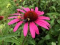 5-Coneflower-Bees