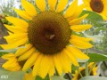 50-Sunflower-Bee