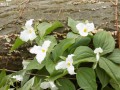 51-White-Trillium