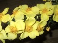 55-Rosa-Spinasissima-Lutea