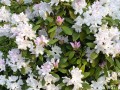 57-Boule-de-Neige-Rhododendron