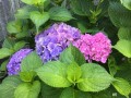 6-Hydrangea
