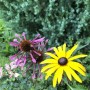 60-Pine-Echinacea-Black-eyed-Susan