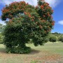 63-African-Tulip-Tree