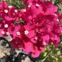 64-Flowering-Bougainvillea