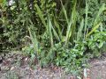 65-Flowering-sansevieria-scaled