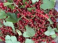 66-Jonheer-van-Tets-Red-Currants