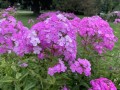 7-Purple-Phlox