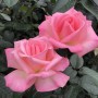 73-Cook-Park-Rose-Garden
