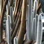 74-Garfield-Park-Cacti-2