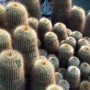 75-Garfield-Park-Cacti