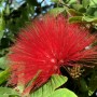 77-Red-Powder-Puff-Plant