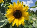 8-Sunflower
