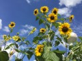 9-Sunflowers-in-the-Sky