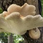 12-Dryads-Saddle-Fungus