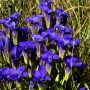 13-Fringed-Gentian