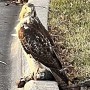 15-Hawk-Caught-Squirrel