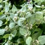 2-Mountain-Mint