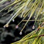 27-Pine-Water-Drops