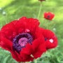 3-Red-Poppy