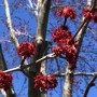 31-Maple-Buds