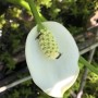 32-Marsh-Calla-Bees-Volo-Bog