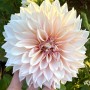 34-Light-Pink-Zinnia