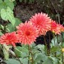 35-Pink-Zinnias