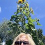 36-Sunflower-Height