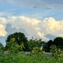 37-Sunflower-Landscape