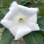 4-Datura