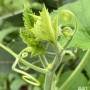 40-Cucumber-Plant