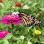 42-Zinnia-Monarch