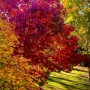 44-Pink-Chestnut-Autumn-Blaze-maple-Norway-Maple