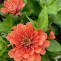 46-Zinnia-Dreamland-Coral