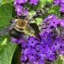 48-Bumble-on-Heliotrope