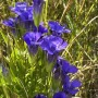 Fringed gentian, C9