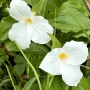 50-Giant-Trillium