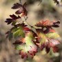 51-Oak-Leaf-Fall